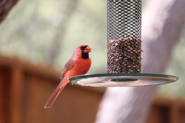 Cool Bird Feeder Ideas