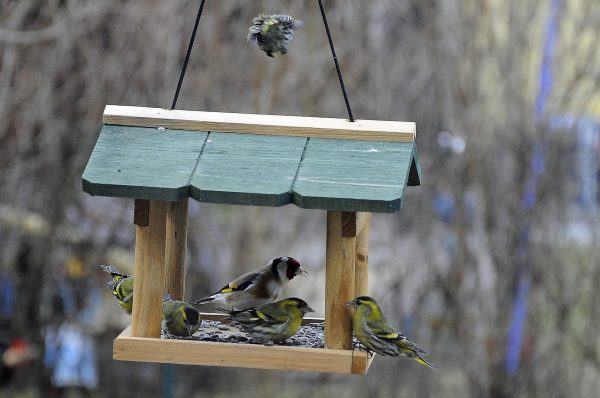 Creative Bird Feeder Ideas