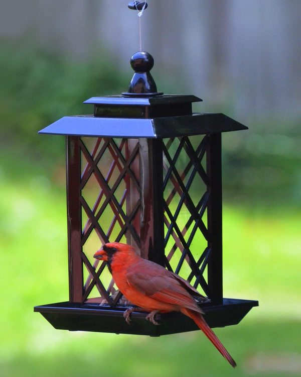 Elegant Seed Feeder Lantern Outdoor Ready Design looks on bird