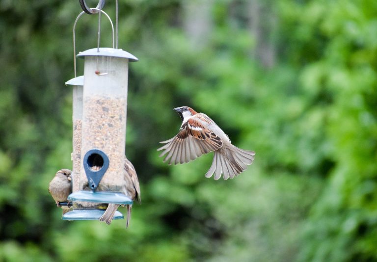 Explore Cool Bird Feeder Ideas for Your Space
