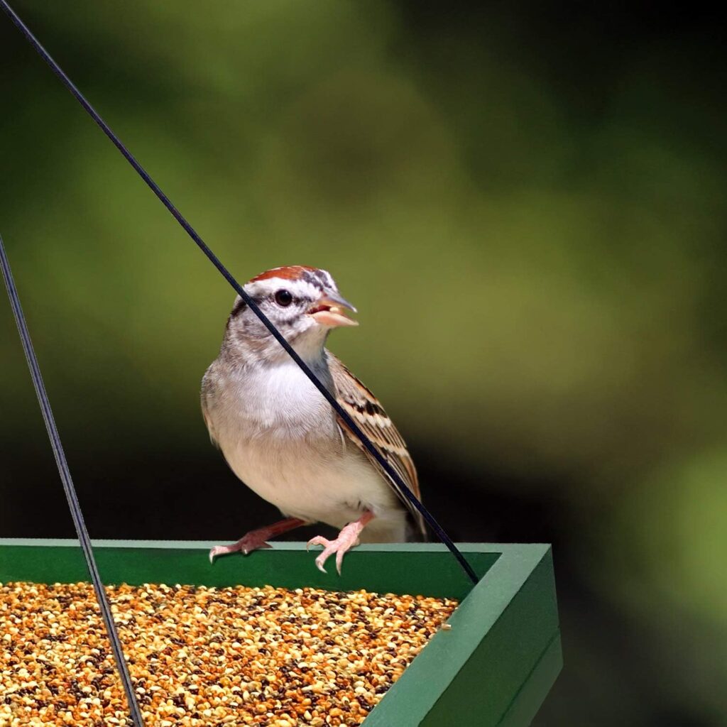 Stylish Bird Tray Feeder Hanging Design outdoor