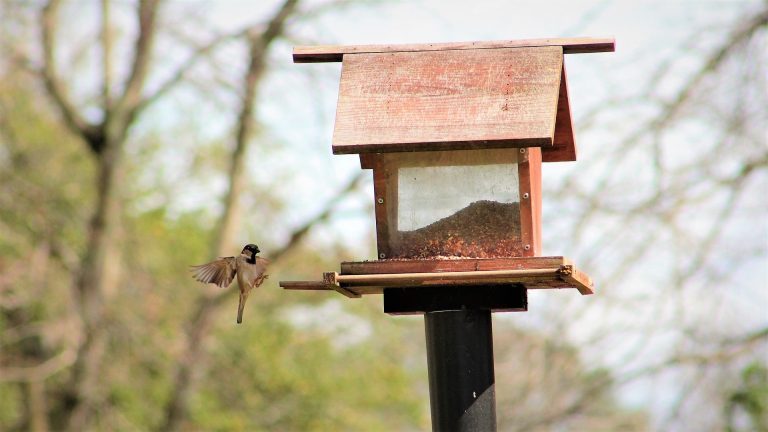 Transform Your Yard with Creative Bird Feeder Ideas