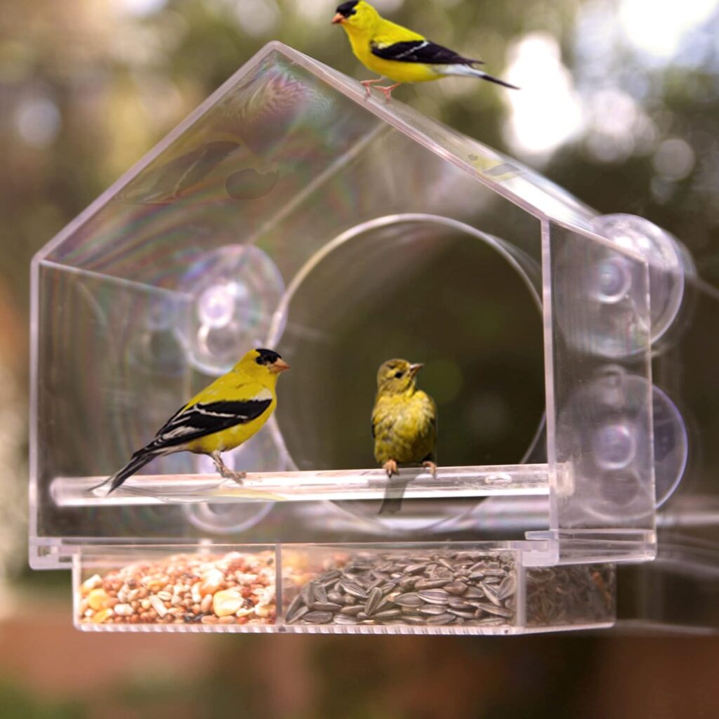 Transparent Clear Bird Feeder Window Design actual photo