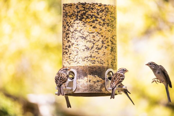 Unique Bird Feeder Ideas