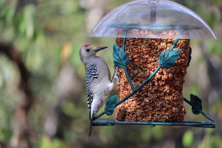 Unique Bird Feeder Ideas for a Stunning Garden