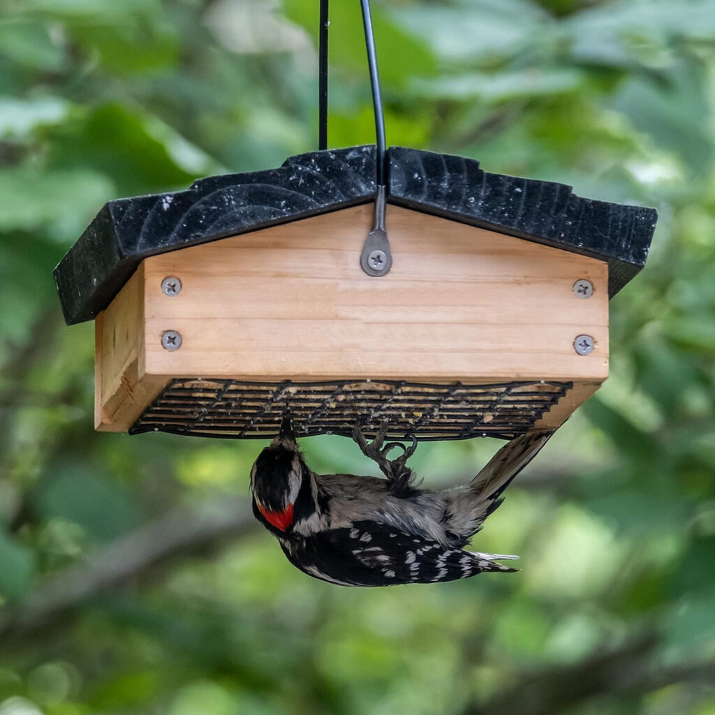 Unique Wood Bird Feeder Upside Down Design hanging